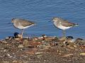 2014-0125-1620_Redshanks_Desembocadura_del_Guadalhorce_Spain_19C